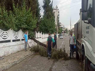 Sağanak yağışa dayanamayan ağaç devrildi