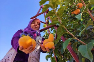 Denizli'de cennet hurmasında hasat zamanı