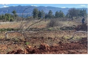 10 yıllık 450 ceviz bir gecede katledildi