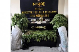 Evinin bahçesinde 290 kök kenevir yetiştiren tacir tutuklandı